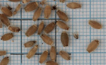 Knautia macedonica Samen (© Gabriele Renneberg)