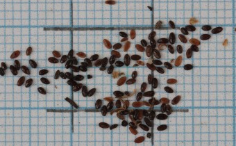 Legousia speculum-veneris Samen (© Gabriele Renneberg)
