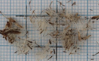 Leontopodium nivale ssp. alpinum Samen (© Gabriele Renneberg)