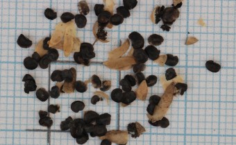 Linaria aeruginea Samen (© Gabriele Renneberg)