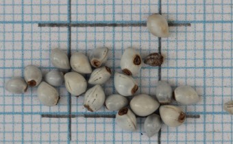 Lithospermum officinale Samen (© Gabriele Renneberg)