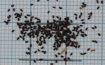 Lithotoma axillaris Samen (© Gabriele Renneberg)