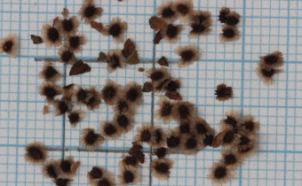 Lophospermum erubescens Samen (© Gabriele Renneberg)