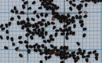 Misopates orontium Samen (© Gabriele Renneberg)