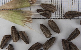  Morina longifolia Samen (© Spender 55)