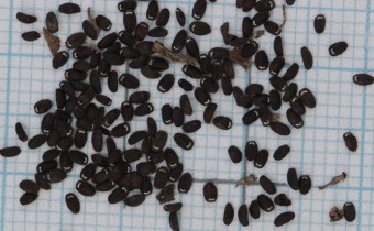 Nepeta nuda Samen (© Gabriele Renneberg)