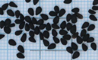 Nigella damascena Samen (© Gabriele Renneberg)