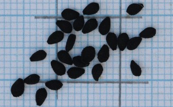 Nigella hispanica Samen (© Gabriele Renneberg)