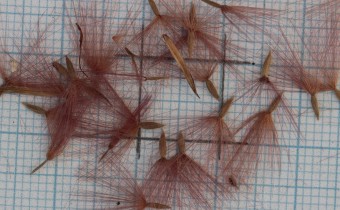 Noticastrum diffusum Samen (© Gabriele Renneberg)