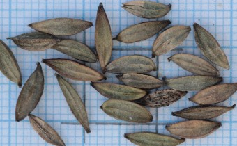 Oenothera lindheimeri Samen (© Gabriele Renneberg)