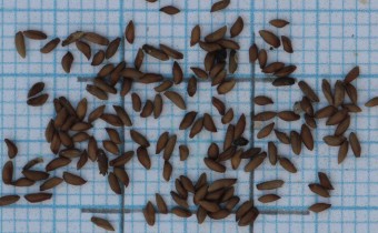 Oenothera odorata Samen (© Gabriele Renneberg)