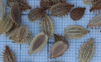 Orlaya grandiflora Samen (© Gabriele Renneberg)