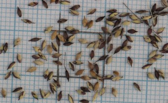 Panicum capillare Samen (© Gabriele Renneberg)