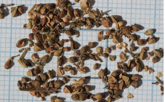 Patrinia villosa Samen (© Gabriele Renneberg)