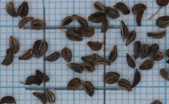 Petroselinum crispum Samen (© Gabriele Renneberg)