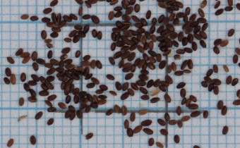 Phyteuma spicatum Samen (© Gabriele Renneberg)