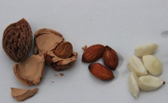 Prunus persica: Kern geknackt, Mandel, abgezogene Mandel (© G. Renneberg)