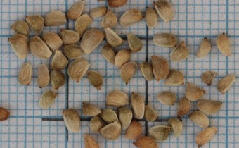 Ranunculus gramineus Samen (© Gabriele Renneberg)