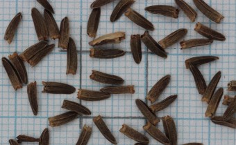 Rudbeckia nitida Samen (© Gabriele Renneberg)