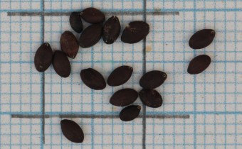 Salvia viridis Samen (© Gabriele Renneberg)