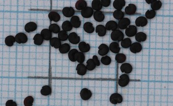 SSaponaria officinalis Samen (© Gabriele Renneberg)