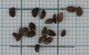 Sideritis hyssopifolia Samen (© Gabriele Renneberg)