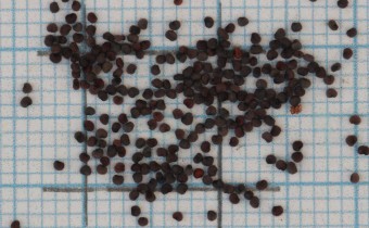 Silene flos-cuculi Samen (© Gabriele Renneberg)