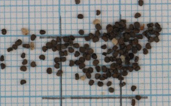 Silene nutans Samen (© Gabriele Renneberg)