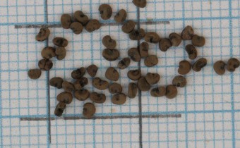 Silene uniflora Samen (© Gabriele Renneberg)