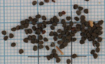 Silene vulgaris Samen (© Gabriele Renneberg)