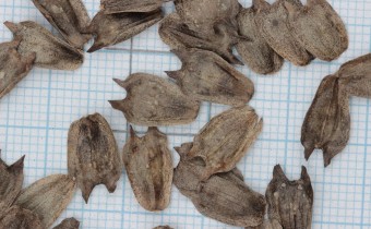Silphium perfoliatum Samen (© Gabriele Renneberg)