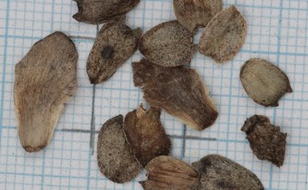 Silphium wasiotense Samen (© Gabriele Renneberg)