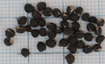 Smyrnium perfoliatum Samen (© Gabriele Renneberg)