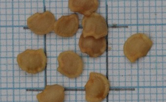 Solanum vespertilio Samen (© Gabriele Renneberg)