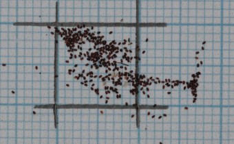 Solenopsis corsica Samen (© Gabriele Renneberg)
