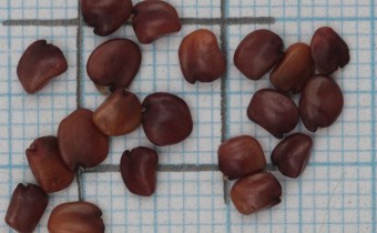 Spartium junceum Samen (© Gabriele Renneberg)