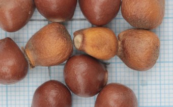 Staphylea pinnata Samen (© Gabriele Renneberg)