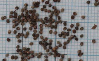 Teucrium hircanicum Samen (© Gabriele Renneberg)