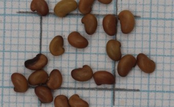 Thermopsis villosa Samen (© Gabriele Renneberg)