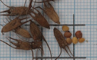 Trifolium ochroleucon Samen ungereinigt und gereinigt (© Gabriele Renneberg)