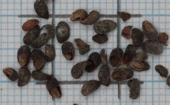 Tripora divaricata Samen (© Gabriele Renneberg)
