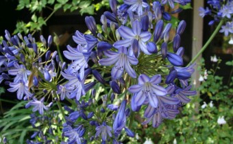 Agapanthus Hybride, Foto vom 21.7. (© Spender 55)