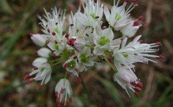 Allium callimischon ssp. callimischon. Foto vom 30. 9. (© Spender 55)