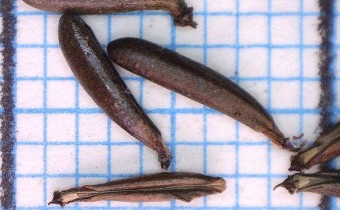 Anthriscus sylvestris Samen (© Spender 324)