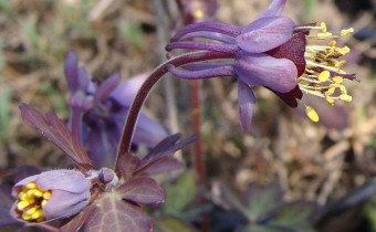 Aquilegia ecalcarata-Hybride, Foto vom 1.4. (© Spender 55)