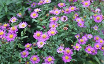 Aster ageratoides `Ezo Murasaki´. Foto vom 30.10. (© Spender 86)