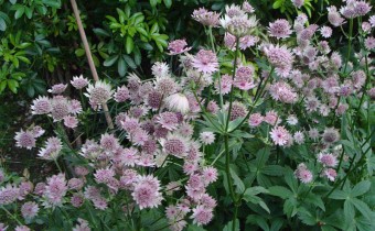Astrantia major `Roma´ (© Spender 55)