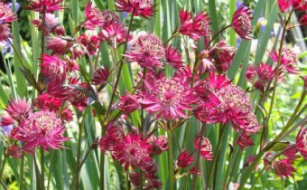 Astrantia major `Ruby Star´ (© Spender 55)