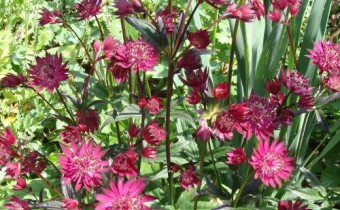 Astrantia major `Ruby Wedding´(© Spender 55)