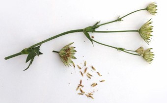 Astrantia major, Samenstand (© Spender 319)